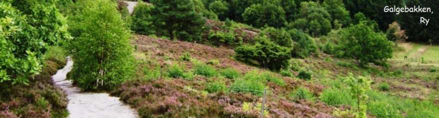 galgebakken-ch