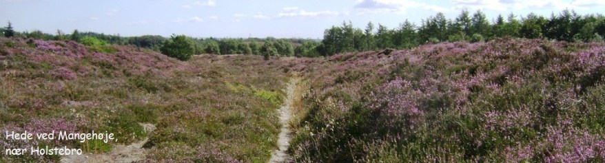 mangehøje