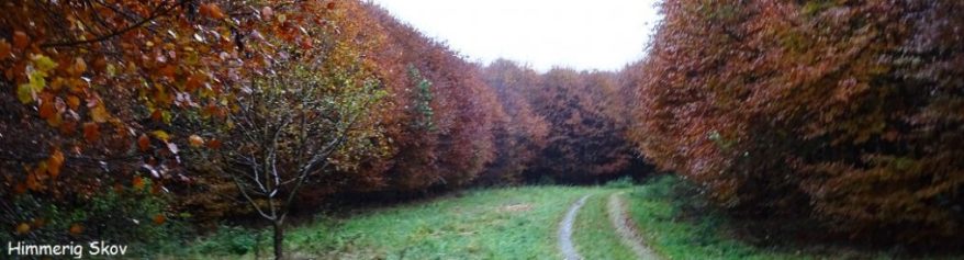 cropped-himmerigskovtx.jpg