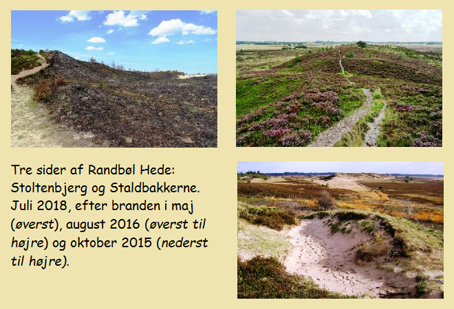 randbøl hede_boks_2