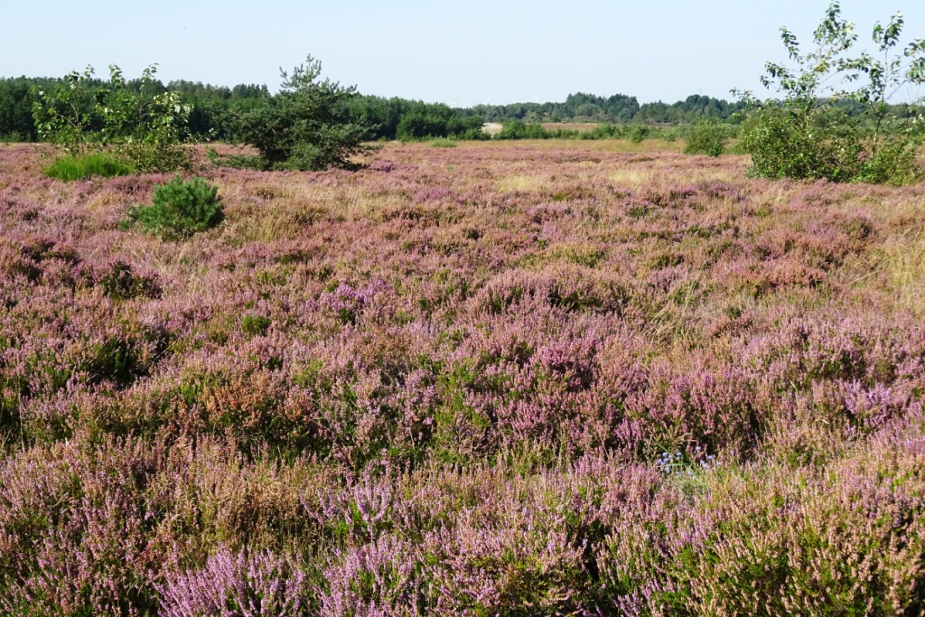 Holstebro-Ulfborg (333). – Jyske Vandreture